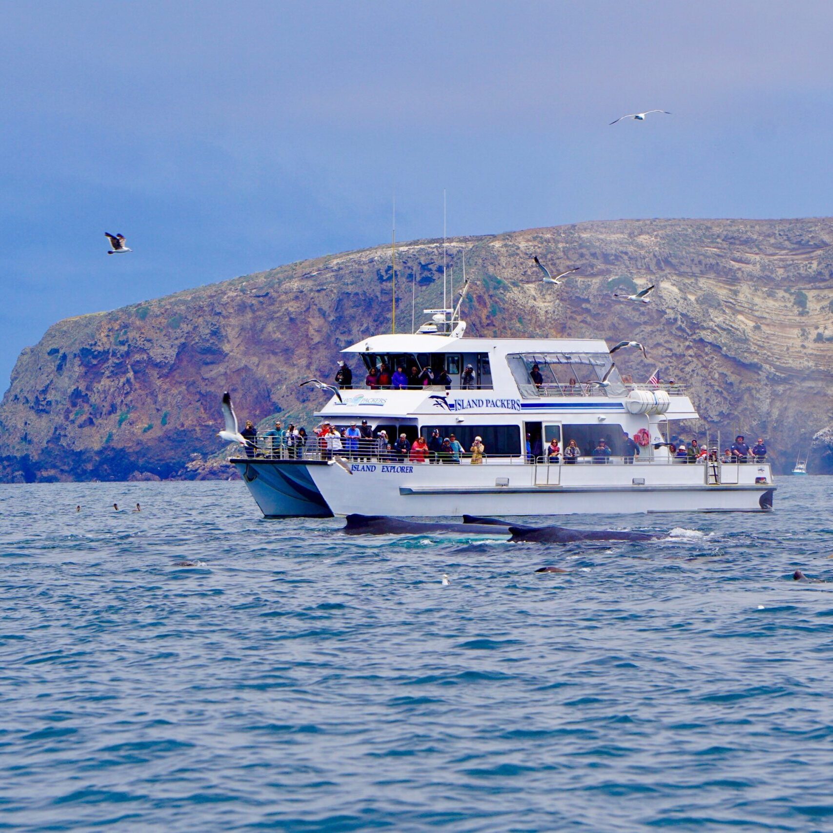 Explorer-Whale-and-Sea-Lion-Frenzy_Bob-Forbes-scaled