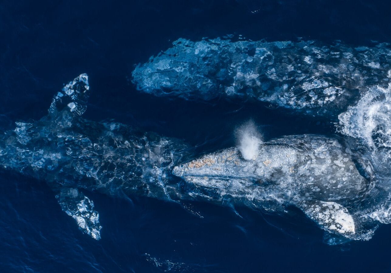 meet the gray whale