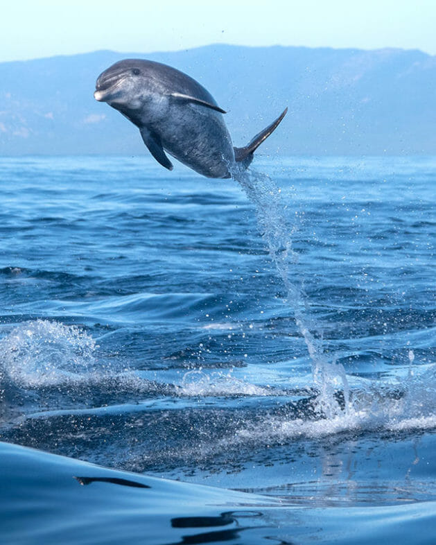 Dolphin getting big air off the coast of Santa Barbara